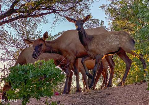 800 N Oak Pt, Payson, AZ 85541 photo 50