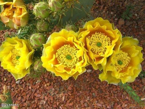 lot53 E De Vaca Cir #53, Saint David, AZ 85630 photo 15