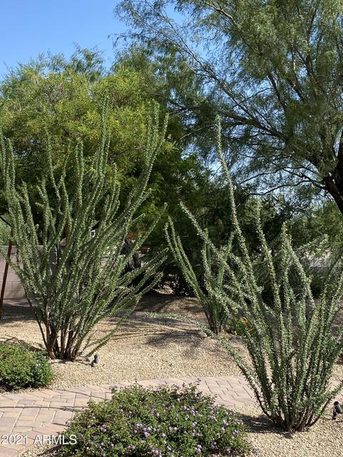 3954 E Daley Ln, Phoenix, AZ 85050 photo 2