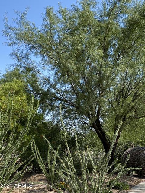 3954 E Daley Ln, Phoenix, AZ 85050 photo 3