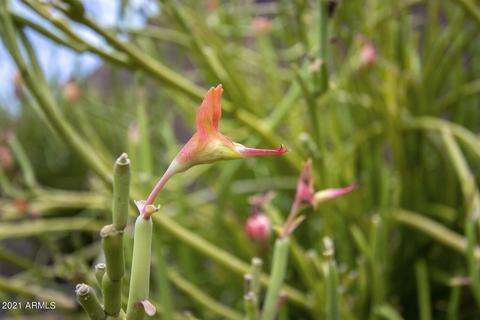 3027 E Charter Oak Rd, Phoenix, AZ 85032 photo 38