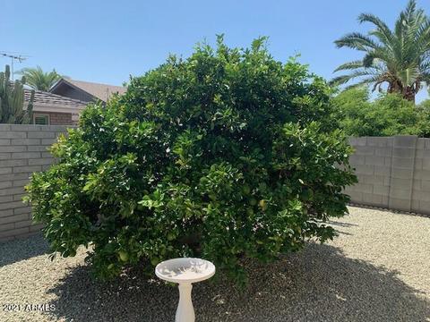 4751 Elena Ave, Mesa, AZ 85206 photo 30