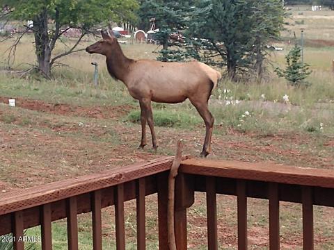 3763 N Anvil Rd, Pine, AZ 85544 photo 43