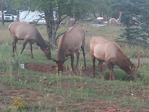 3763 N Anvil Rd, Pine, AZ 85544 photo 4