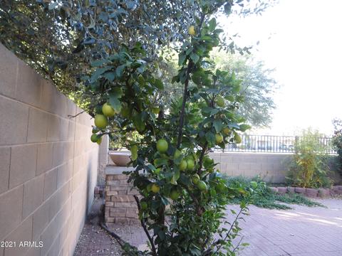 987 E Lodgepole Dr, Gilbert, AZ 85298 photo 20