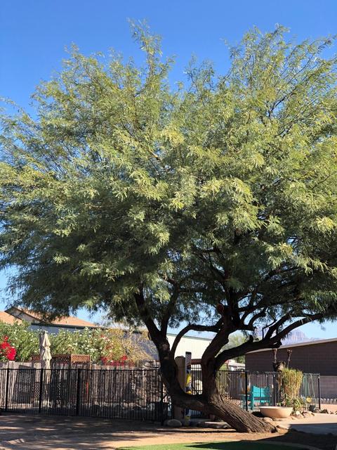 11102 E Grove St, Mesa, AZ 85208 photo 75