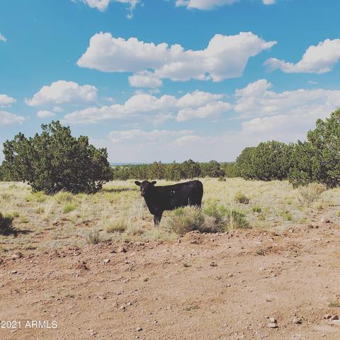 6410 Lasso Loop #-, Williams, AZ 86046 photo 2