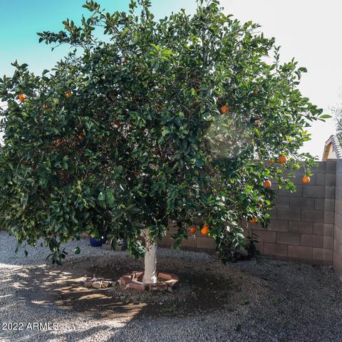 1005 W 15th Ave, Apache Junction, AZ 85120 photo 8