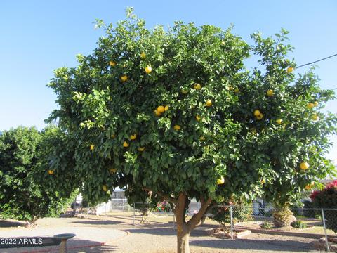 5725 E Colby St, Mesa, AZ 85205 photo 50