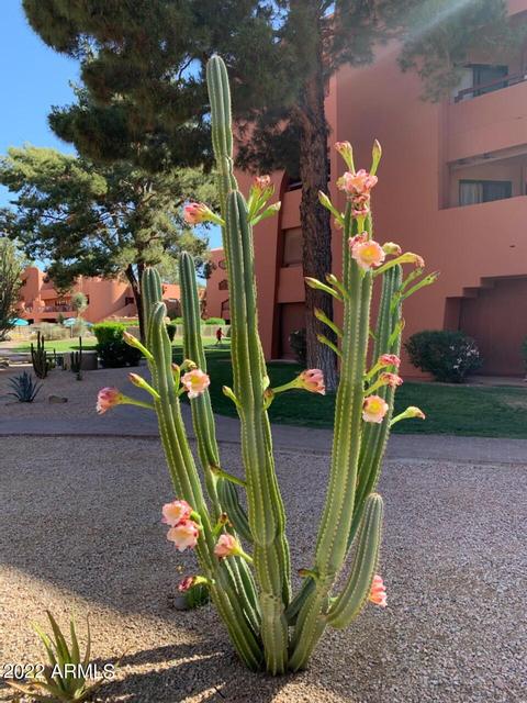 4303 E Cactus Rd #207, Phoenix, AZ 85032 photo 35