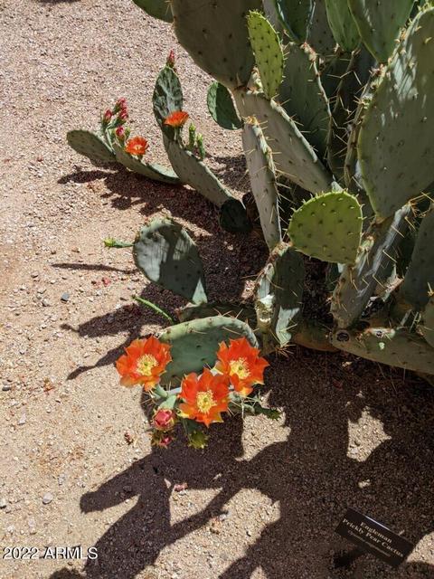 4303 E Cactus Rd #207, Phoenix, AZ 85032 photo 32