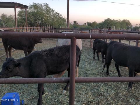 212 N Apache Rd, Buckeye, AZ 85326 photo 49