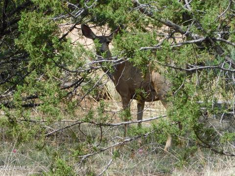 2881 Wahoo Rd, Overgaard, AZ 85933 photo 7