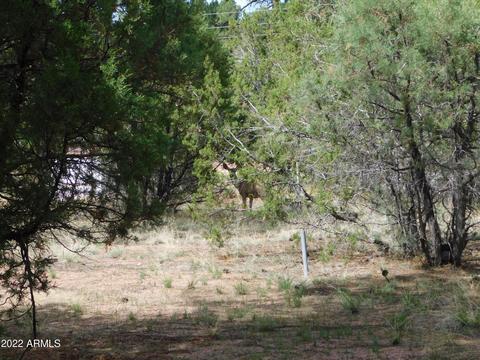 2881 Wahoo Rd, Overgaard, AZ 85933 photo 6
