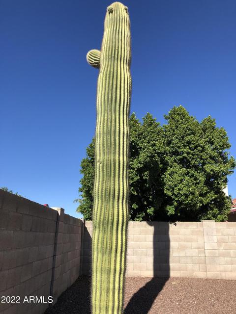 4852 E Halifax St, Mesa, AZ 85205 photo 26
