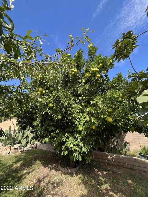 2340 E 13th St, Douglas, AZ 85607 photo 34