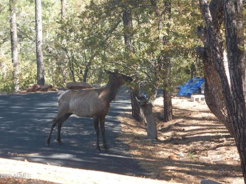 5478 W Valley View St, Pine, AZ 85544 photo 63