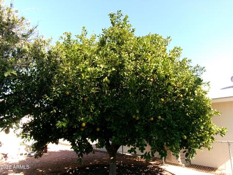 5849 E Colby St, Mesa, AZ 85205 photo 23