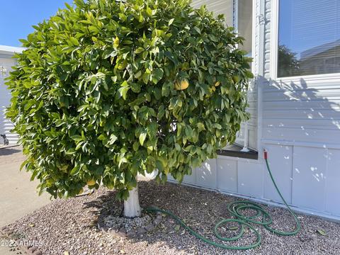 7750 E Broadway Rd #536, Mesa, AZ 85208 photo 32