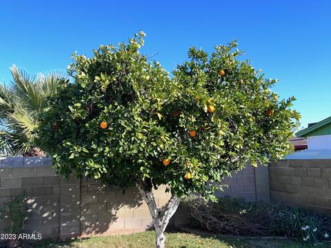 2831 E Contessa St, Mesa, AZ 85213 photo 29