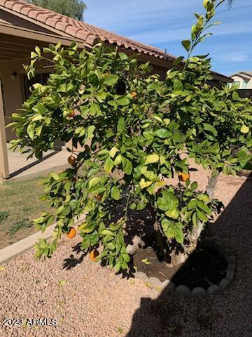 495 W Scott Ave, Gilbert, AZ 85233 photo 24