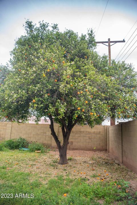 1321 E 2nd St, Mesa, AZ 85203 photo 18