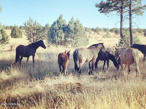 2713 High Pine Loop, Overgaard, AZ 85933 photo 29