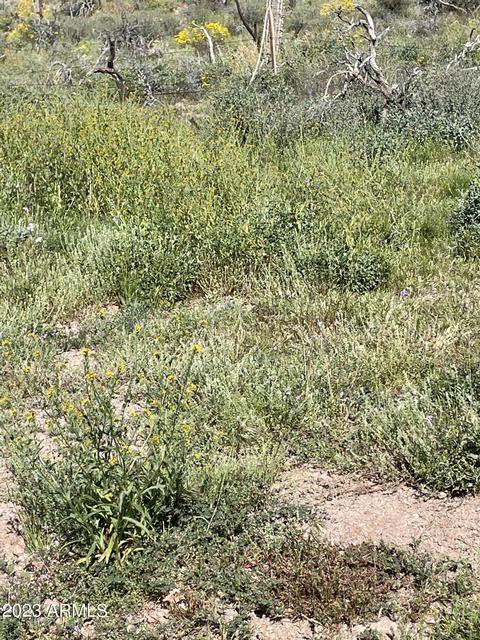 xx9e N Elephant Butte Road #-, Queen Valley, AZ 85118