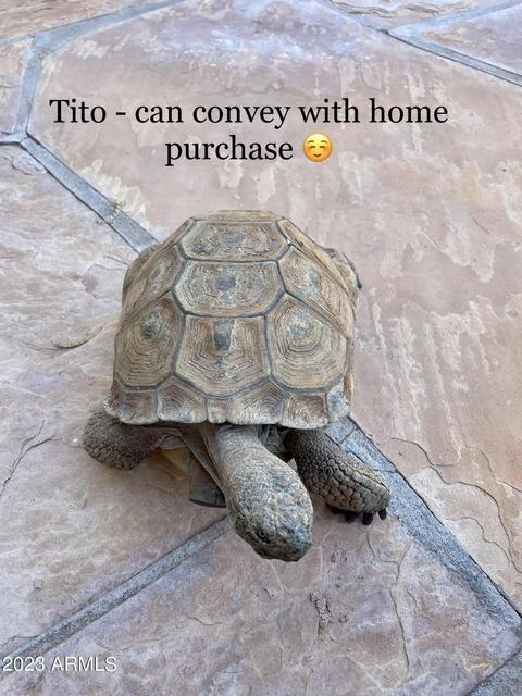 6953 E Saddleback Cir, Mesa, AZ 85207 photo 49