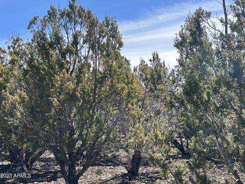 lot44 Uphill Trl #44, Vernon, AZ 85940