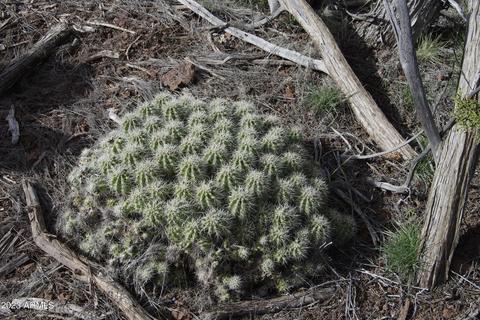 1605 N Pineveta Rd #-, Ash Fork, AZ 86320 photo 26