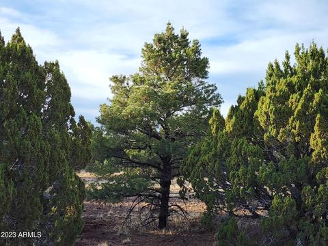 1240 Ortega Mountain Rd #-, Show Low, AZ 85901