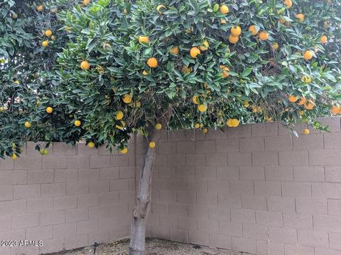 3311 E Hiddenview Dr, Phoenix, AZ 85048 photo 30