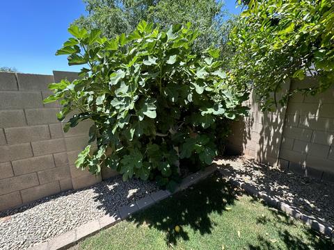 4074 E Park Ave, Gilbert, AZ 85234 photo 25