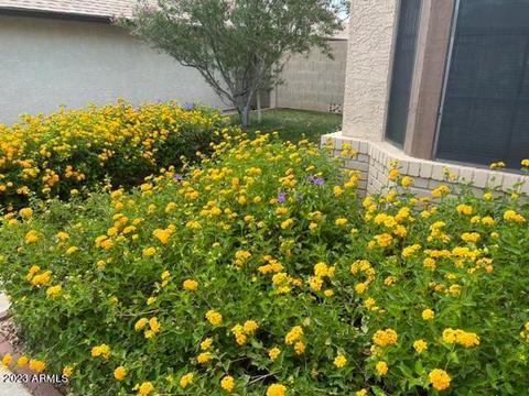4109 E Alta Mesa Ave, Phoenix, AZ 85044 photo 4