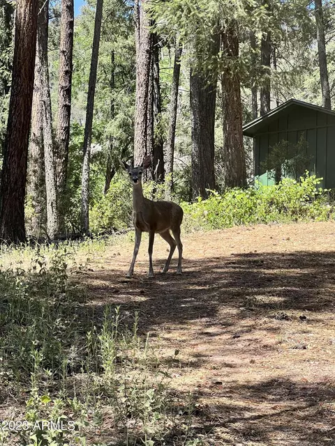 5128 N Bear Flat Rd, Payson, AZ 85541 photo 50