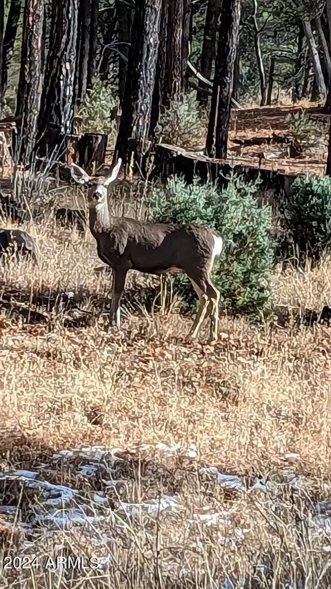 3442 E Colcord Rd, Payson, AZ 85541 photo 39