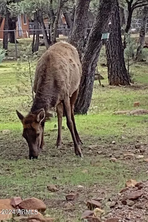 Other - 3981 N Mistletoe Dr, Pine, AZ 85544 photo 13 of 13