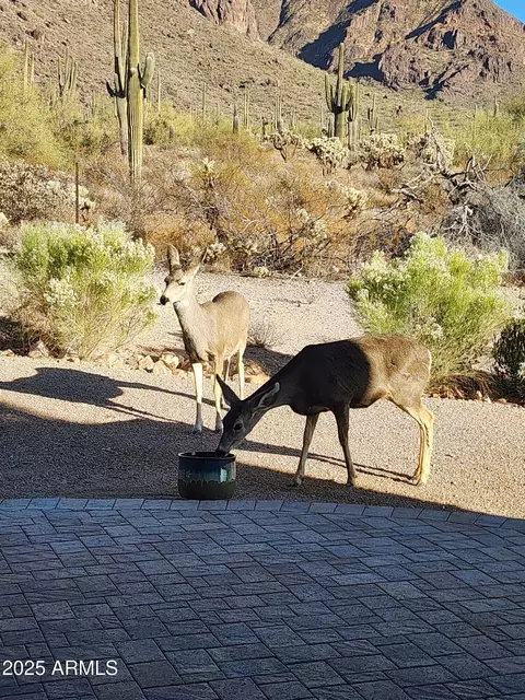 1255 N Holmes Rd, Apache Junction, AZ 85119 photo 8