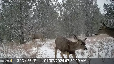 390 N Juniper Ranch Rd #107, Ash Fork, AZ 86320 photo 17