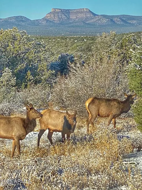 01 N Boulder Ridge Trl #459, Seligman, AZ 86337