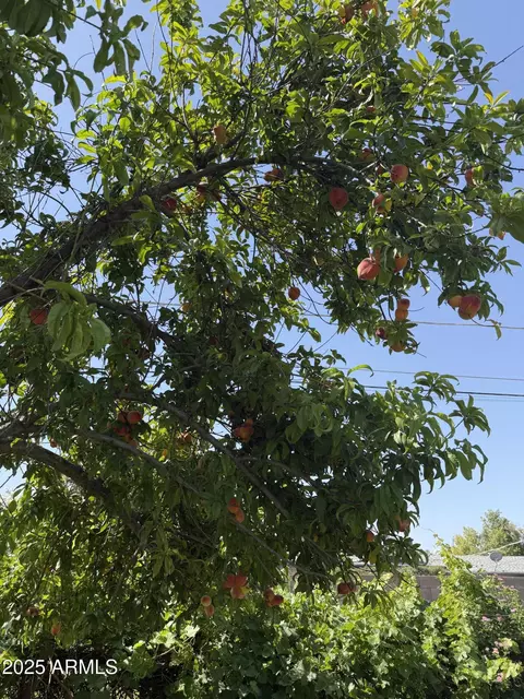 Other - 1109 E 8th St, Mesa, AZ 85203 photo 11 of 13