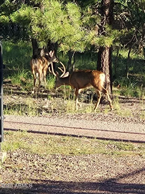 Other - 9 County Rd 2074 --, Alpine, AZ 85920 photo 14 of 16