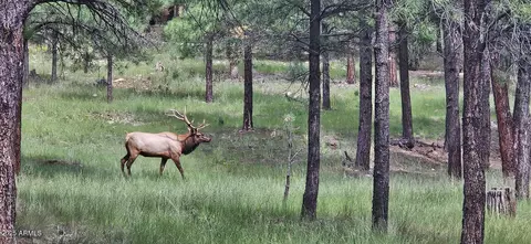 2679 Hopi Dr, Happy Jack, AZ 86024