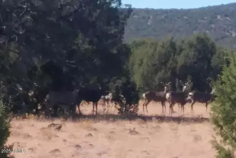 Other - 369 E B E Antler Trl, Williams, AZ 86046 photo 10 of 11