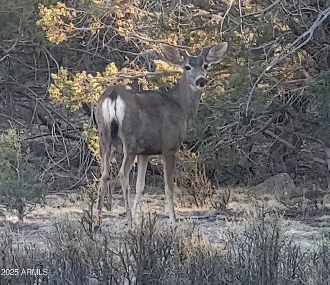 Other - 167 N Cattle Dr, Williams, AZ 86046 photo 20 of 20