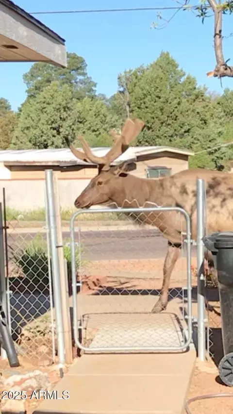 Exterior - 800 E Frontier St, Payson, AZ 85541 photo 6 of 7
