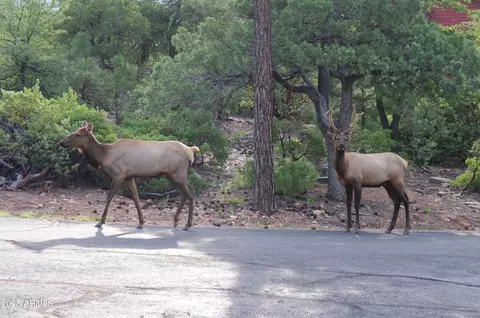 Other - 4558 N Moonglow Ln, Pine, AZ 85544 photo 9 of 24