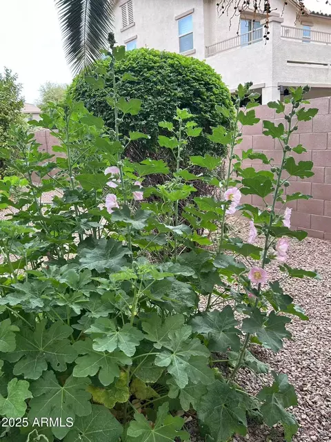Exterior - 2585 E Carob Dr, Gilbert, AZ 85298 photo 22 of 23