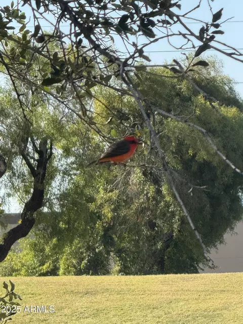 Other - 1019 E Watson Dr, Tempe, AZ 85283 photo 9 of 14